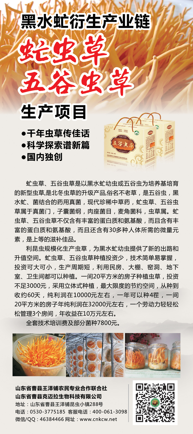 虻虫草.jpg
