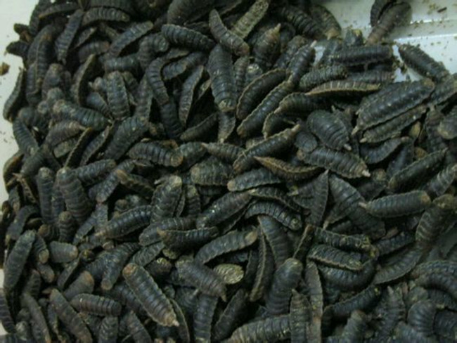 蛹(图4):蛹为围蛹,通体黑色.进入蛹期后,虫体不能活动.