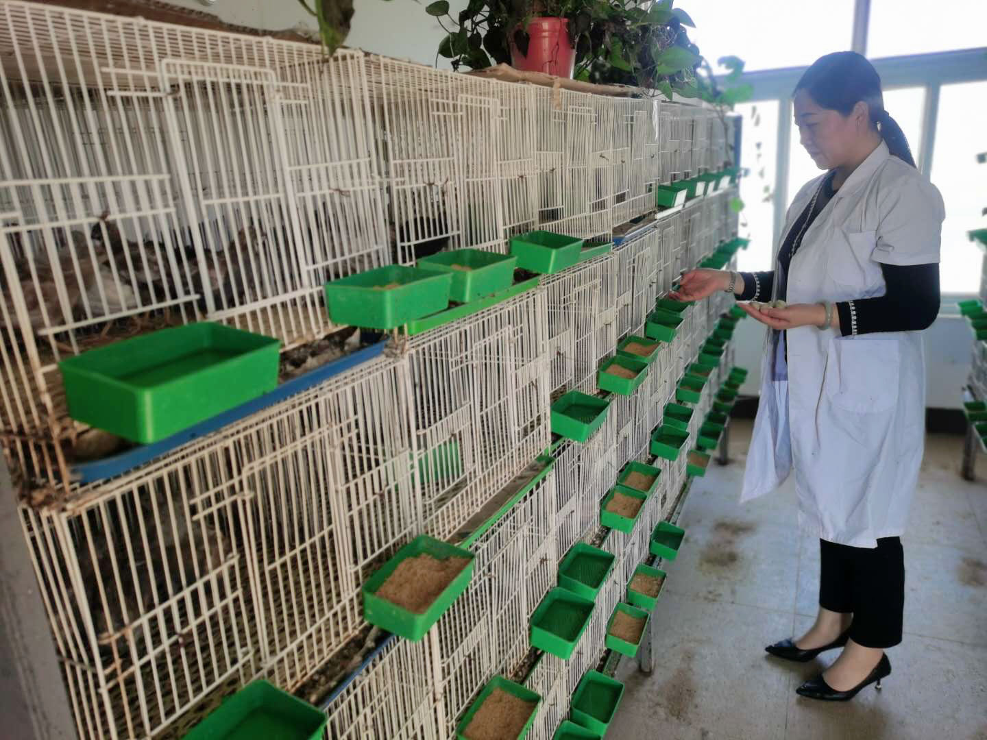 芦丁鸡日常饲养管理程序和方法