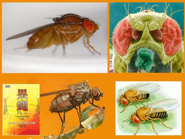 昆虫王国:给苍蝇评功