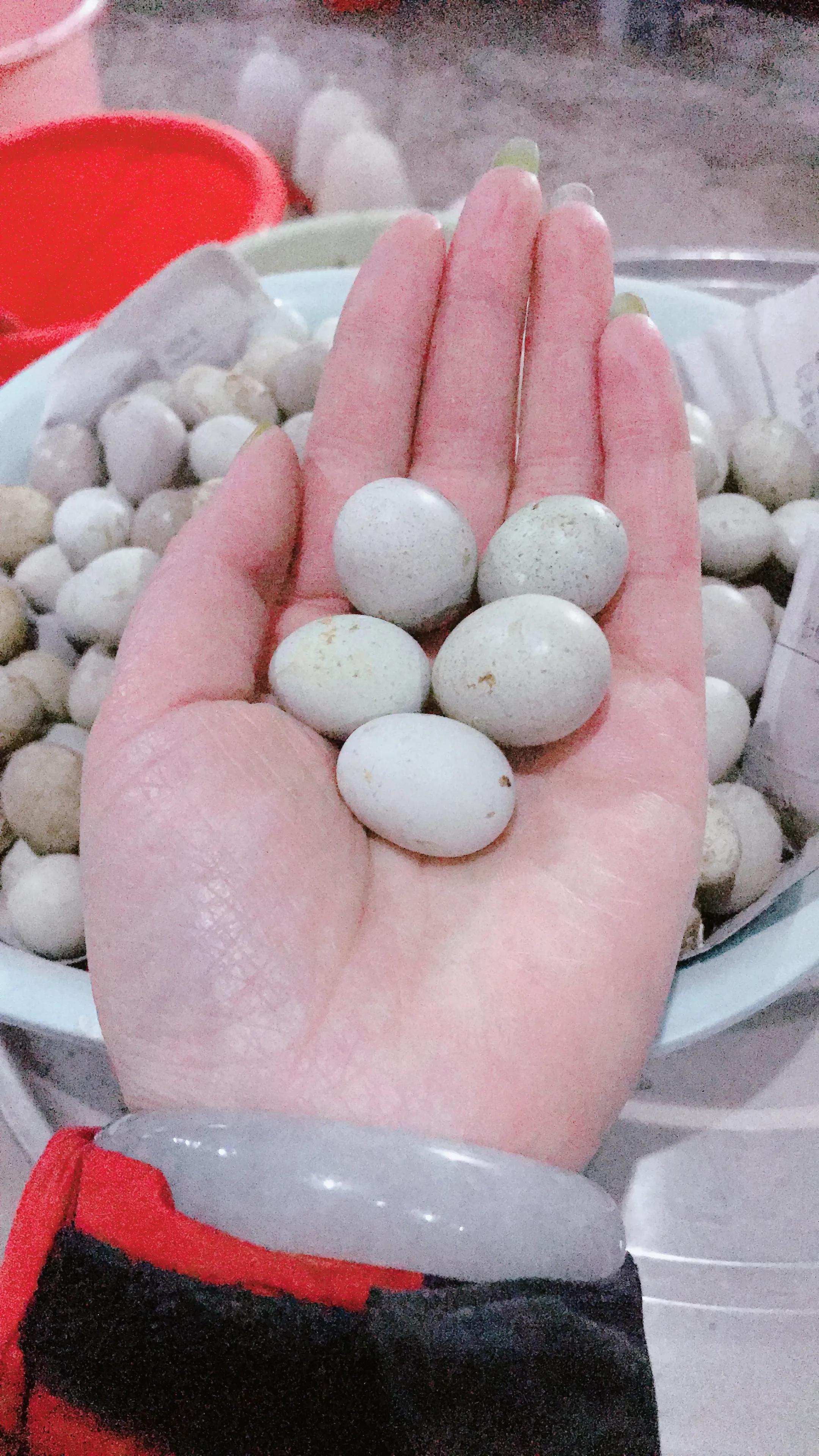 江苏东海王海红与温泉芦丁蛋
