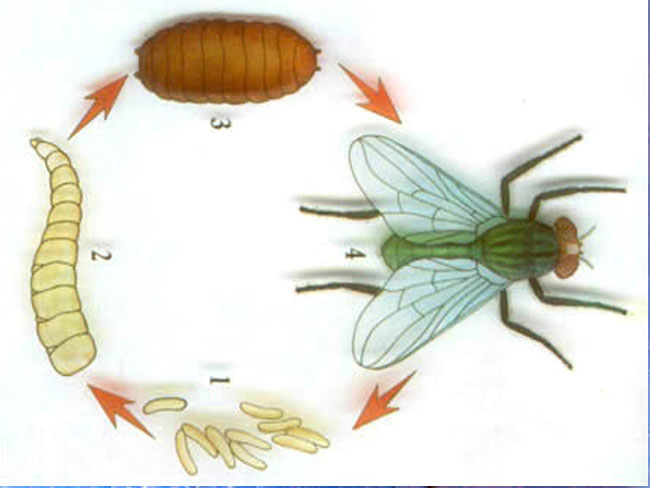 苍蝇为四害之首,然最新科学发现苍蝇功过有新说