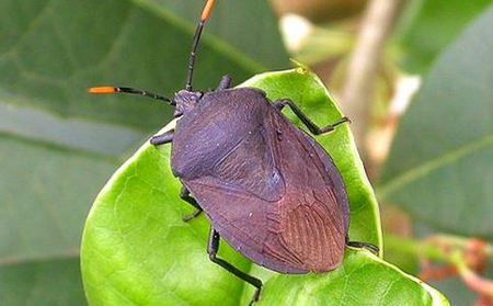 九香虫的做法及营养价值