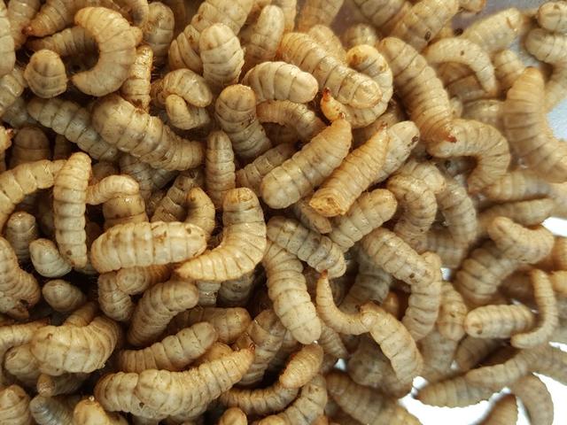 黑水虻在饲料方面的开发新途径