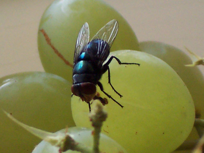 苍蝇农场苍蝇蛋白预防食物腐烂
