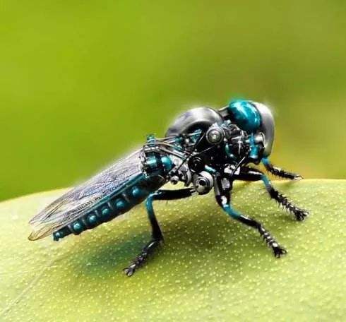 昆虫世界的战斗机:浑身高科技的苍蝇