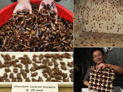 养殖蟑螂也能赚钱,王泽铺蟑螂养殖是在1997年 - 中国昆虫网虻多多商城