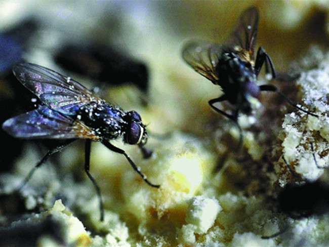 苍蝇有望成为多种病菌的克星