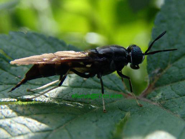 黑水虻,一条小虫引发的惊天财富